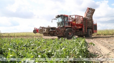 В&nbsp;Беларуси накопано более 347&nbsp;тыс.&nbsp;т&nbsp;сахарной свеклы