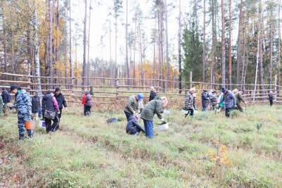 Чаусский район продолжает участие в акции &laquo;Дай лесу новае жыццё!&raquo;