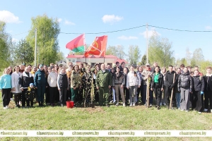 В Чаусах появилась новая аллея в честь 80-летия Победы
