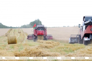 Кто в передовиках на жатве-2025 в Чаусском районе